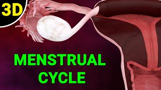 Menstrual Cycle Explained  Phases of the Menstrual Cycle  Ovulation Process [upl. by Shaver]