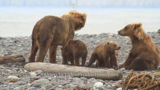 Alaskas Great Kodiak Bears  Ayakulik Adventures [upl. by Ahsieken86]