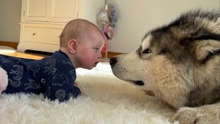 This Is Adorable Husky Teaches Baby To Roll Over Cutest Ever [upl. by Nnil]