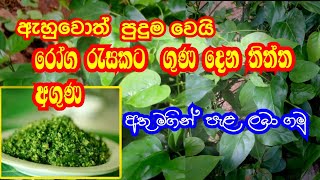 ඇහුවොත් පුදුම වෙයි රෝග රැසකට ගුණ දෙන තිත්ත අගුණ  aguna kola  lt lucky garden [upl. by Nnahtur]