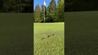 Golf”Snake “ [upl. by Shinberg506]