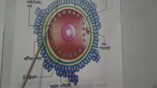 Ankuran Biology Class XII Chapter oogenesis amp Structure of ovum [upl. by Liva]