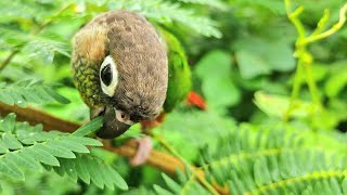 What is this bird doing up in the tree parrot sound and nature sounds [upl. by Lindo311]