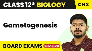 Gametogenesis  Human Reproduction  Class 12 Biology 202223 [upl. by Morrison376]