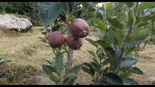 High density apple plantation on seedling with multileader pruning system [upl. by Branham]