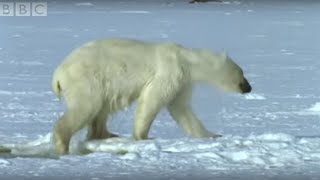 Polar Bear Hunts Beluga Whales  Blue Planet  BBC [upl. by Lleinnad]