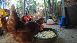 Backyard Chickens Fun Relaxing Video Sounds Noises Eating Pecking Hens Clucking Roosters Crowing [upl. by Ahsenom]