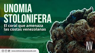 Unomia Stolonifera el coral que amenaza las costas venezolanas  Noticiero de Venezuela [upl. by Perusse]