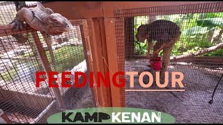 Reptile Feeding Tour at Kamp Kenan [upl. by Jerroll]