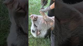 Mani Pedi time for Hamilton😃🐷 pig piggy rescue animalcare funnyshorts [upl. by Sotnas]