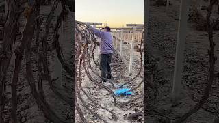 Burying grape vines for winter protection process [upl. by Solana513]