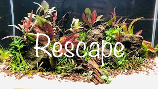 Hygrophila pinnatifida Aquarium Rescape 🌱 [upl. by Lorrimer721]