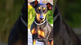 PINSCHER O PEQUENO GUARDIÃO DE GRANDE PERSONALIDADE 🐶❤️️ [upl. by Dich]