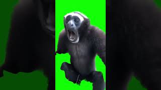 Gibbon Monkey screaming meme  GreenScreen [upl. by Olsson]