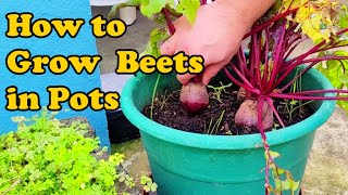 How to Grow Beetroots in Pots  THE BEST WAY TO DO IT [upl. by Dymoke359]