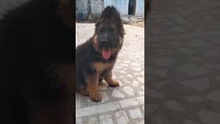 Top Class German Shepherd Baby♥️ shorts trendingnow germanshepherd viralshorts viralvideo gsd [upl. by Ennaj250]