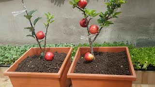 COMO TENER MANZANA EN MACETA Y ADELANTAR SU TIEMPO DE PRODUCION INJERTOS [upl. by Amimej]