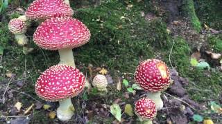 Amanita muscaria The Fly Agaric [upl. by Nahsab330]