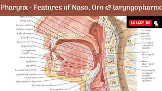 Pharynx  Extent  Relations  Parts  Boundaries  Features Anatomy mbbs education [upl. by Ott]