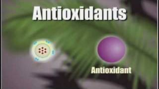 How Antioxidants Work [upl. by Anirda]