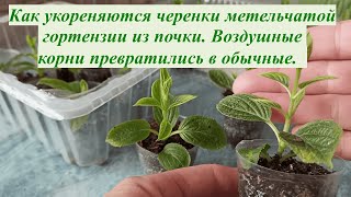 Как нарастают корни у черенков гортензии из почки Превращение поверхностных корней в обычные [upl. by Aiotal]