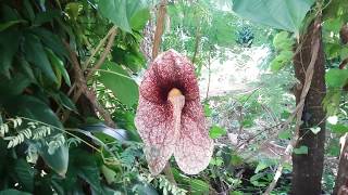 A MAIOR FLOR DO BRASIL  aristolochia elegans [upl. by Arnuad]