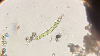 Euglena from Dawson Creek wetland possibly Euglena mutabilis [upl. by Pinkham98]