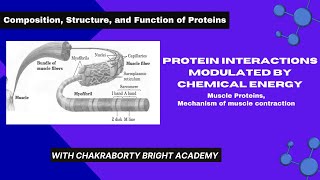 Protein Interaction Modulated by Chemical Energy II Muscle Proteins Mechanism of Muscle Contraction [upl. by Annoynek]