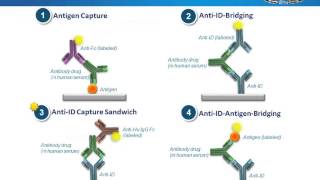 Anti Idiotypic Antibodies – A Powerful Tool for Antibody Drug Studies [upl. by Misak]