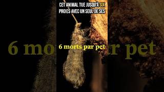 Le pire pet du monde animal animaux science insectes évolution nature [upl. by Panaggio]