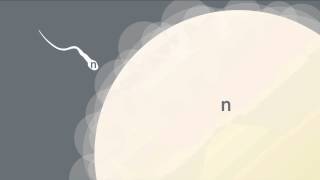 Formation of Gametes [upl. by Ranjiv]