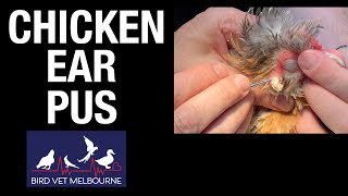 Chicken with Ear Infection Pus removal [upl. by Averi]