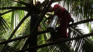 Risking life and limb to make Philippine vodka [upl. by Spatz760]