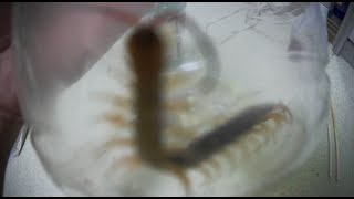 ハッカ油でムカデを倒したいんです！ Mentha oil kills centipede [upl. by Memberg766]