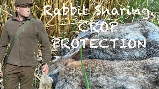 Rabbit Snaring Crop Protection [upl. by Bogey225]