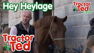 Hey Heylage 🐴  New Tractor Ted Trailer  Tractor Ted Official Channel [upl. by Ulund]