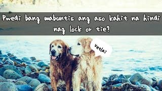 Pwedi bang mabuntis aso kahit hindi nagkaruon ng tie or lock [upl. by Kimberley570]