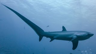 THRESHER SHARKS KILL PREY WITH TAIL [upl. by Windsor]