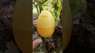 finding egg and snail in the chocolate tree snail egg [upl. by Madelene]