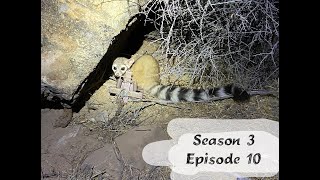 S3 E10  What Does a Ringtail Sound Like [upl. by Bosson]