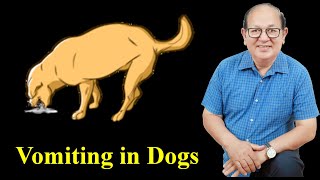 FirstAid of vomiting in dogs [upl. by Nivej]