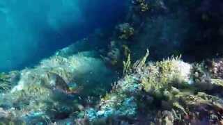 Snorkeling Los Gigantes Tenerife [upl. by Asfah]