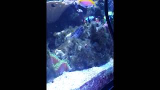 Lawnmower Blenny eating BryopsisDerbesia Algae [upl. by Razaile]