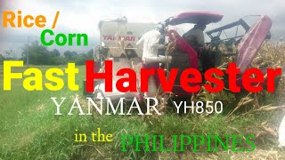 Combine Rice and Corn Harvester YANMAR YH850 in the Philippines Fast Clean crops Mrs Quality time [upl. by Roderick742]