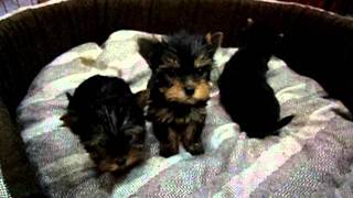 ΓΙΟΡΚΣΑΙΡ ΤΕΡΙΕ ΚΟΥΤΑΒΙΑ  YORKSHIRE TERRIER PYPPIES [upl. by Oicafinob228]