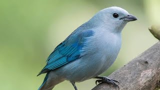 Tangara Azul Gris  Bluegray Tanager [upl. by Wit750]