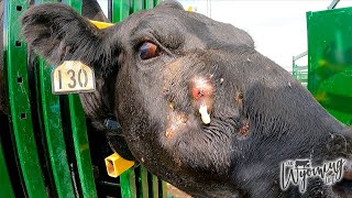 A Cows Gross Abscess Getting Popped [upl. by Trauner639]