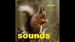 Red Squirrel Chatter Sound Effects All Sounds [upl. by Niel]