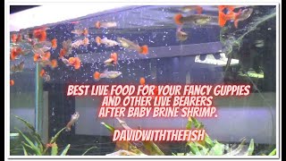 Fancy Guppies Best Live Food Same for all livebearer [upl. by Serrano653]