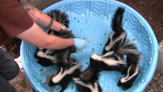 Young skunks learn to hunt insects at WildCare [upl. by Terrilyn]